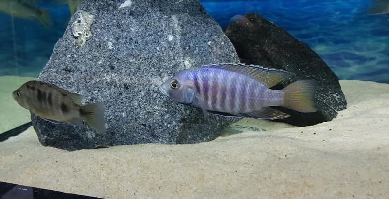 Otopharynx antron 'Masinje'